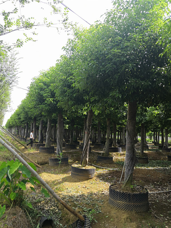 定桿移栽香樟1